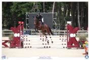 Jument bai foncé sf de 4 ans