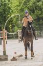 Hongre - selle francais - 5 ans - dressage