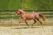Magnifique ponette first d ofée / fs champion de luxe