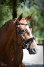 Jument hanovrienne de 5ans lord loxley x goldschmidt 