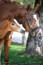 Jument hanovrienne de 5ans lord loxley x goldschmidt 
