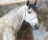 Actor: adorable jeune cheval avec un bel avenir 