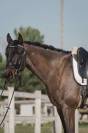 Hongre - 7 ans - kwpn x lusitanien 