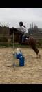 Welsh pleins papiers hongre de 6 ans 1,35m