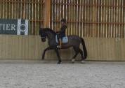 Hongre - 8 ans - pre - dressage