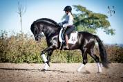 Magnifique cheval pure race espagnole noir