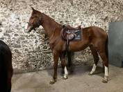 Hongre 4 ans ( armitages boy* tinka s boy *quidam)
