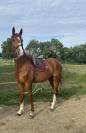 Hongre 4 ans ( armitages boy* tinka s boy *quidam)