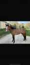 Top hongre de 6 ans 