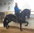 Fogoso: le cheval qui a tout : sécurité, spectacle et f
