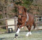 Magnifique - hongre- lusitanien - 5 ans 