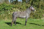 Ponette  4 ans pleins papier 