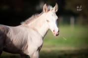 Poulain pure race espagnole crème/pearl 