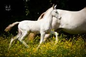 Poulain pure race espagnole crème/pearl 