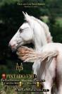Poulain pure race espagnole crème/pearl 