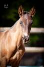 Poulain pure race espagnole noir 