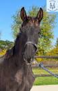 Poulain pure race espagnole noir 