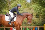 Très joli - hongre - selle francais - 6 ans 