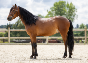 Hongre 4 ans - connemara cso/eventing