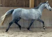 Jument de 7 ans, 1.65 m