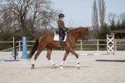 Magnifique - hongre - hanovrien - 5ans 