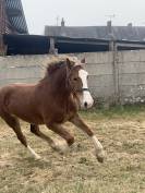 Welsh cob d hors taille 