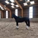 Jument, 4 ans, bai foncé, 1.58