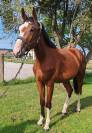 Cheval sport, 3 ans, bai; sf, toisera 1.70-1.72