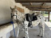 à vendre – superbe appaloosa de 5 ans – pure race