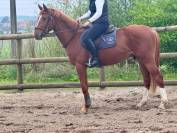 Don iron belle ms