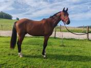Jeune cheval, 3 ans, bai; sf, toisera 1.68 -1.72