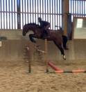 Jeune cheval, 3 ans, bai; sf, toisera 1.68 -1.72