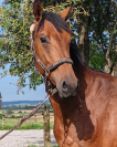 Jeune cheval entier, 3 ans, bai; sf, toisera 1.68 -1.7