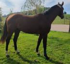 Jeune cheval , 3 ans, bai; sf, toisera 1. 65-68
