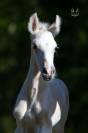 Poulain pure race espagnole palomino