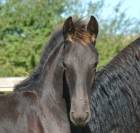 Poulain frison eliott du graffard 