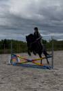 Magnifique poney de loisir polyvalent, 5 ans, grand d