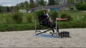 Magnifique poney de loisir polyvalent, 5 ans, grand d