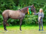 Extraordinary young pre mare