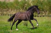 Beautiful pre mare