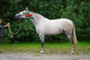 Exceptional pre broodmare for sale