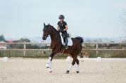Magnifique - jument - 9 ans - dressage 