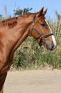 Hongre, selle français, 9 ans