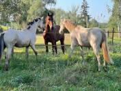 Diddl deutsches reitpony de 2023