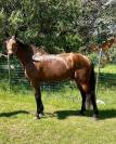 Joli hongre cso hunter cce
