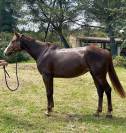 Jolie jument selle francais cso 6 ans 