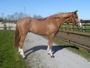 Phoenix b de la charmille