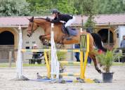 Hongre de 13 ans pour amateur élite.