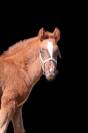 Foal tres prometteur