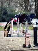 A vendre : hongre 5 ans kannan x diarado